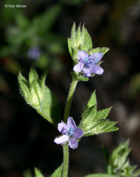 Trichostema brachiatum L. resmi