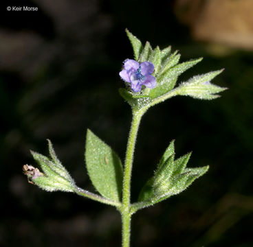 Image of fluxweed