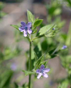 Trichostema brachiatum L. resmi