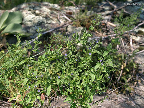 Trichostema brachiatum L. resmi