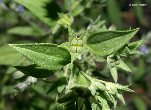 Trichostema brachiatum L. resmi