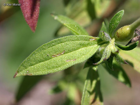 Trichostema brachiatum L. resmi