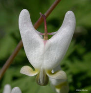 Image of dutchman's breeches