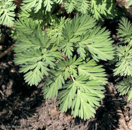 Image of dutchman's breeches