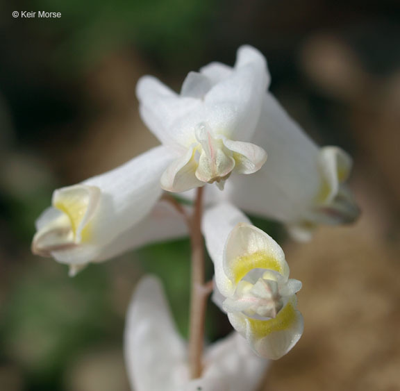 Image of dutchman's breeches