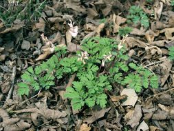 Image of dutchman's breeches