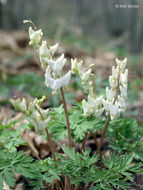 Image of dutchman's breeches