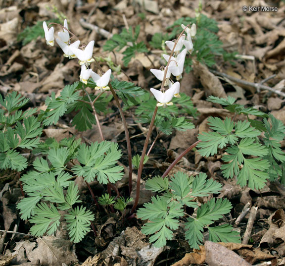 Image of dutchman's breeches