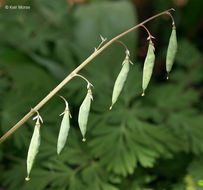 Image of dutchman's breeches