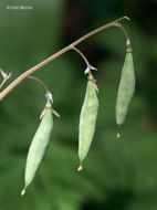 Image of dutchman's breeches