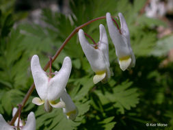 Image of dutchman's breeches