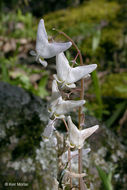 Image of dutchman's breeches