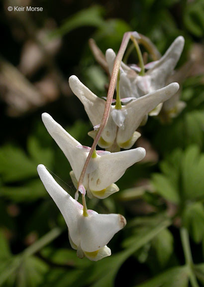 Image of dutchman's breeches