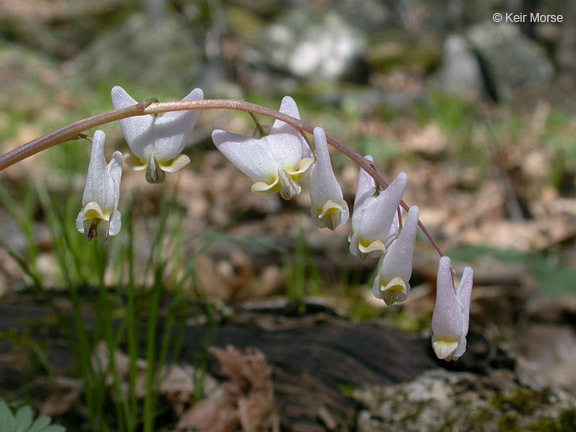 Image of dutchman's breeches