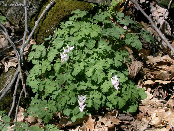 Image of dutchman's breeches