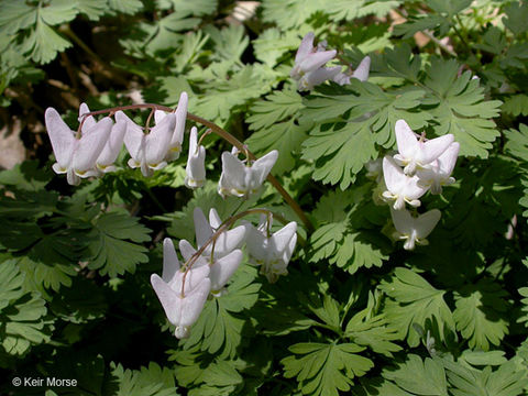 Image of dutchman's breeches