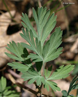 Image of dutchman's breeches