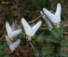 Image de Dicentra cucullaria (L.) Bernh.