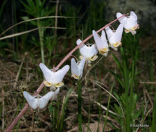 Image de Dicentra cucullaria (L.) Bernh.