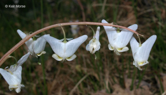 Image of dutchman's breeches