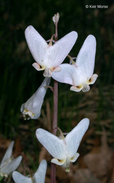 Image of dutchman's breeches