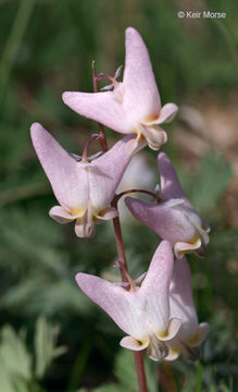 Image of dutchman's breeches