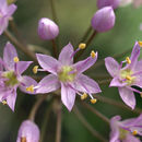 Image of autumn onion