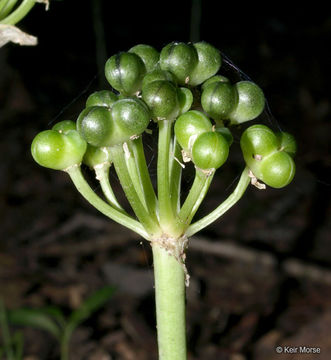 Sivun Allium tricoccum Aiton kuva