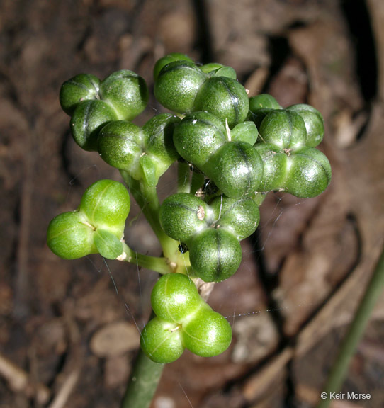 Sivun Allium tricoccum Aiton kuva