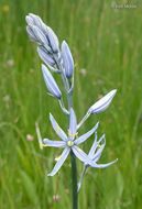 Image of Utah small camas