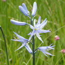 Image de Camassia quamash subsp. utahensis Gould