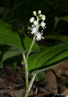 Image of Canada mayflower