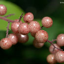 Image of <i>Maianthemum <i>racemosum</i></i> ssp. racemosum