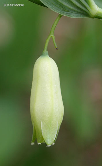 Image de Polygonatum biflorum (Walter) Elliott