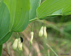 Image of smooth Solomon's seal