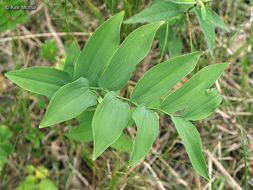 Слика од Polygonatum biflorum (Walter) Elliott