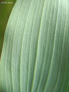 Image of smooth Solomon's seal