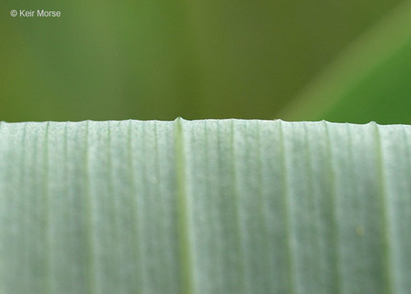 Image of smooth Solomon's seal