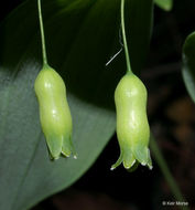 Polygonatum pubescens (Willd.) Pursh resmi