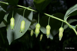 Слика од Polygonatum pubescens (Willd.) Pursh