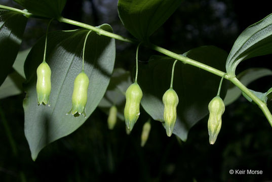 Polygonatum pubescens (Willd.) Pursh resmi