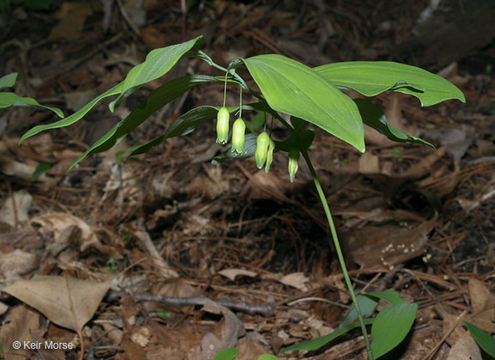 Polygonatum pubescens (Willd.) Pursh resmi