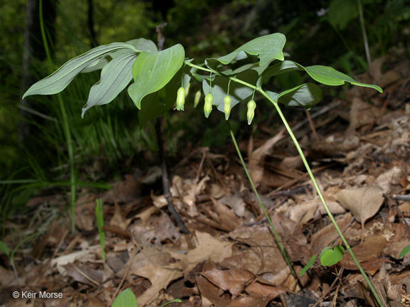 Polygonatum pubescens (Willd.) Pursh resmi