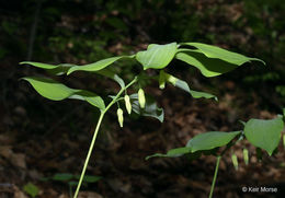 Polygonatum pubescens (Willd.) Pursh resmi