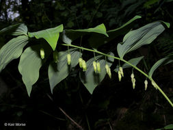 Слика од Polygonatum pubescens (Willd.) Pursh