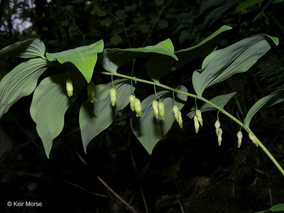 Polygonatum pubescens (Willd.) Pursh resmi