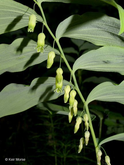 Слика од Polygonatum pubescens (Willd.) Pursh