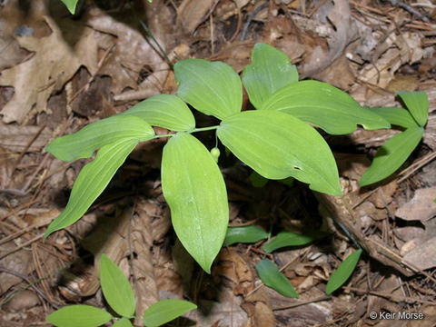 Polygonatum pubescens (Willd.) Pursh resmi