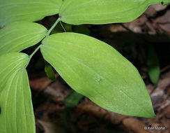 Polygonatum pubescens (Willd.) Pursh resmi