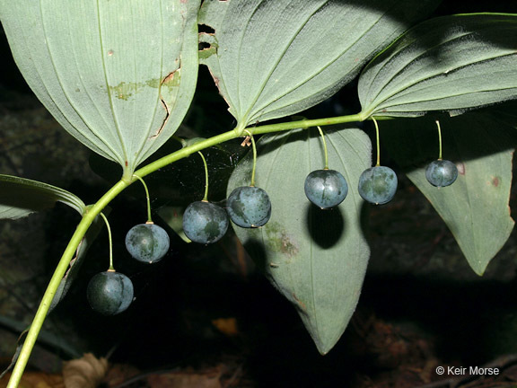 Слика од Polygonatum pubescens (Willd.) Pursh